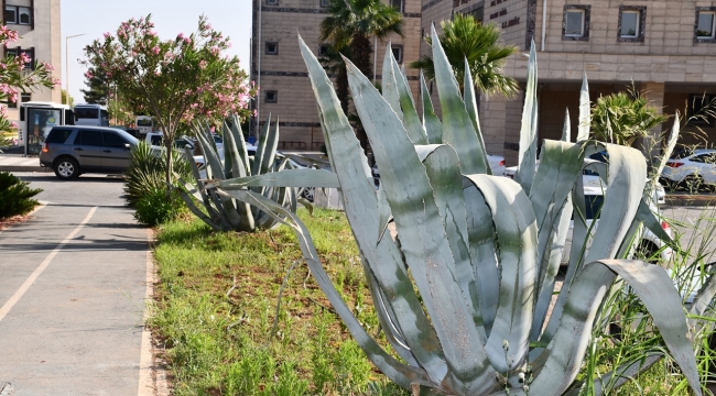 Sabır Çiçeği Harran Üniversitesi'nde Açtı