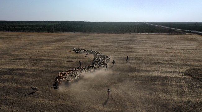 Şanlıurfa'da 58 Bin Koyuna 3 Bin Koç Katıldı: 70 Bin Kuzu Bekleniyor