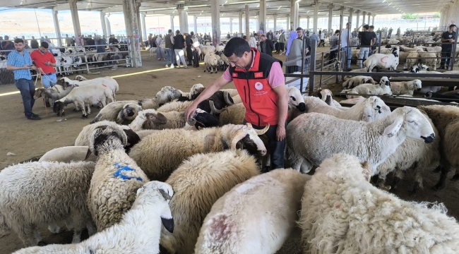 Şanlıurfa'da Kurbanlık Alarmı: Denetimler Arife Gününde Yoğunlaştı