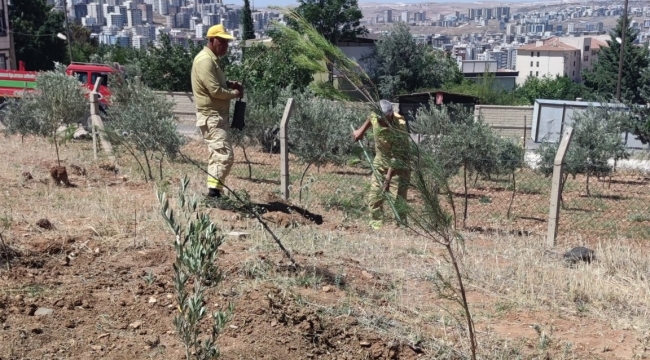 Şanlıurfa'da Orman Arazisine İzinsiz Müdahaleye Geçit Verilmiyor