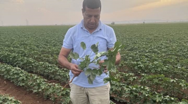 Şanlıurfa'da pamuk alanlarında kontroller devam ediyor