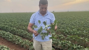 Şanlıurfa'da pamuk alanlarında kontroller devam ediyor