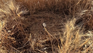 Şanlıurfa'da Skandal! Hasat Sırasında Sabotaj Düzeneği Bulundu