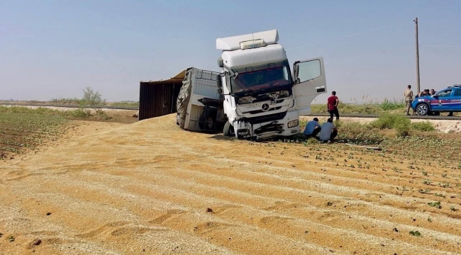 Şanlıurfa'da Tonlarca Buğday Yola Saçıldı!