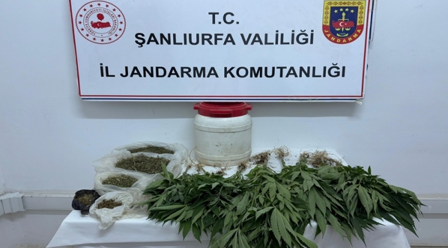 Suruç'ta Uyuşturucu Operasyonu: Kenevir ve Kubar Esrar Ele Geçirildi