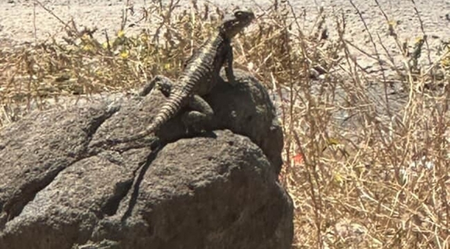 Urfa Doğasının Sıra Dışı Konuğu: Kafkas Keleri