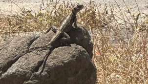 Urfa Doğasının Sıra Dışı Konuğu: Kafkas Keleri
