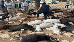 Yıldırım Düştü: 99 Hayvan Telef Oldu