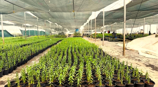 Eyyübiye'nin Çiçekleri Eyyübiye Serakent'ten