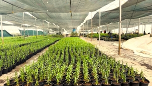 Eyyübiye'nin Çiçekleri Eyyübiye Serakent'ten