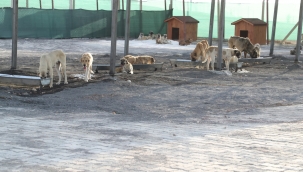 Eyyübiye, Sokak Hayvanları Sorununu Çözdü