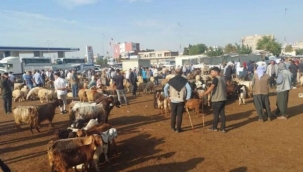 Hayvan Pazarı Şap Hastalığı Nedeniyle Kapatıldı