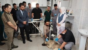 Sahipsiz Hayvanlar İle İlgili Çalışmalar Devam Ediyor