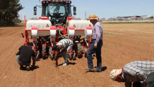 Şanlıurfa'da Mercimekten Sonra Pamuk Geldi!