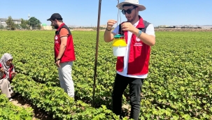 Şanlıurfa'da Pamuk Tarlalarında Feromon Nöbet