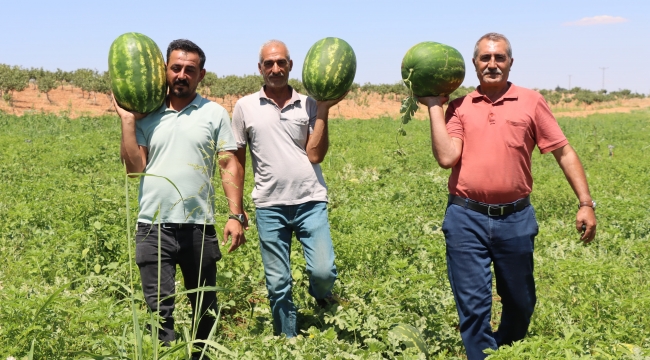 Şanlıurfa'nın Gururu: Yaylak Karpuzu Tezgahlarda Yerini Aldı