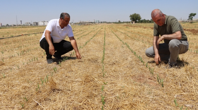 Toprak Sürülmeden Mısır Ekildi, Yeşermeye Başladı