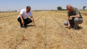 Toprak Sürülmeden Mısır Ekildi, Yeşermeye Başladı