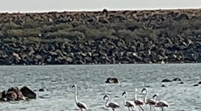 Burası Şanlıurfa mı? Gölette Sürpriz Ziyaretçiler!