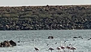 Burası Şanlıurfa mı? Gölette Sürpriz Ziyaretçiler!