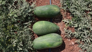 Büyükşehir, Ata Tohumlarıyla Yerel Üretimi Güçlendiriyor