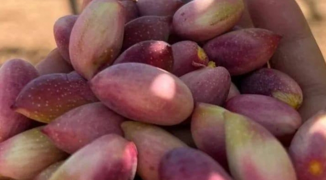 Fıstık Altınla Yarışıyor: Şanlıurfa'da Kilo Fiyatı 600 TL'yi Buldu!