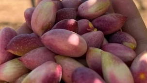 Fıstık Altınla Yarışıyor: Şanlıurfa'da Kilo Fiyatı 600 TL'yi Buldu!