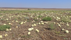 Şanlıurfa'da Karpuz Krizi: Fazla Üretim, Büyük Kayıp