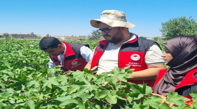 Şanlıurfa'da Pamuk Üreticisine Uyarı: Tarak Dökümüne Dikkat!