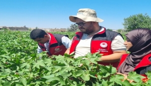 Şanlıurfa'da Pamuk Üreticisine Uyarı: Tarak Dökümüne Dikkat!
