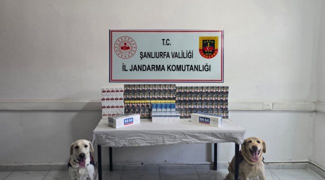  Şanlıurfa'da Şok Uygulama: 3 Bin 725 Kaçak Sigara Ele Geçirildi!