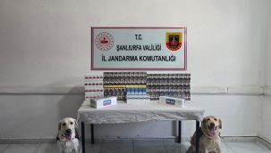  Şanlıurfa'da Şok Uygulama: 3 Bin 725 Kaçak Sigara Ele Geçirildi!