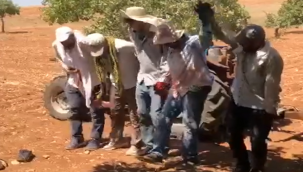 Şanlıurfa'da: 'Yeşil Altın' Toplanıyor