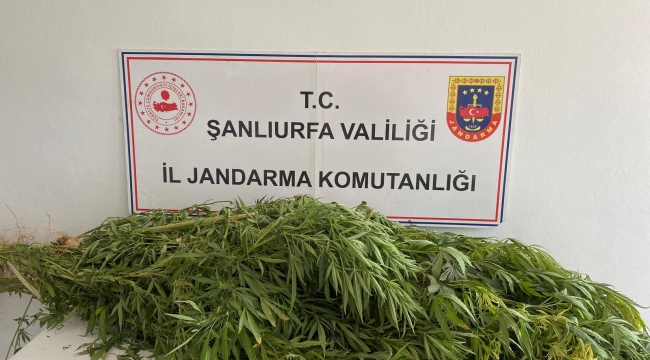 Şanlıurfa'da Zehire Sıfır Tolerans: Jandarmadan 2 İlçede Narkotik Operasyonu