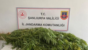 Şanlıurfa'da Zehire Sıfır Tolerans: Jandarmadan 2 İlçede Narkotik Operasyonu