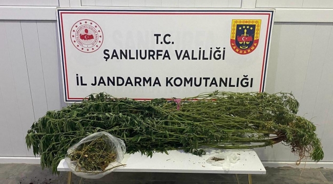 Şanlıurfa'nın dört ilçesinde uyuşturucu operasyonu 