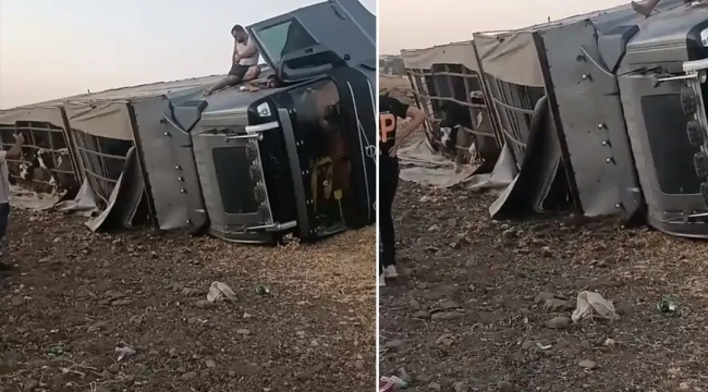 Siverek'te büyükbaş hayvan yüklü araç devrildi