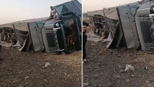 Siverek'te büyükbaş hayvan yüklü araç devrildi