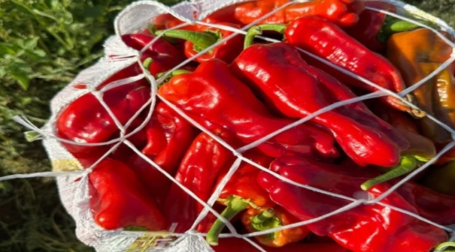 Urfa İsotu Kaç Liradan Satılıyor?