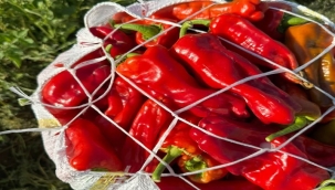 Urfa İsotu Kaç Liradan Satılıyor?