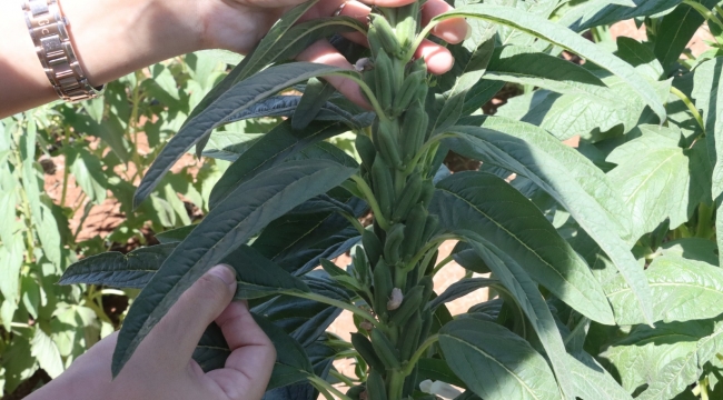 Urfa Susamı, Şanlıurfa Büyükşehir Belediyesi İle Yeniden Hayat Buluyor