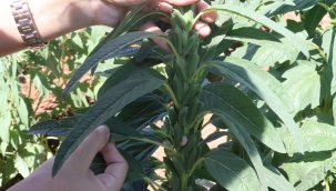 Urfa Susamı, Şanlıurfa Büyükşehir Belediyesi İle Yeniden Hayat Buluyor