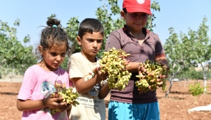Vali Şıldak, fıstık hasadına katıldı 