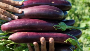 Fıstık ve Patlıcan Festivali Patlıcan Hasadıyla başladı.