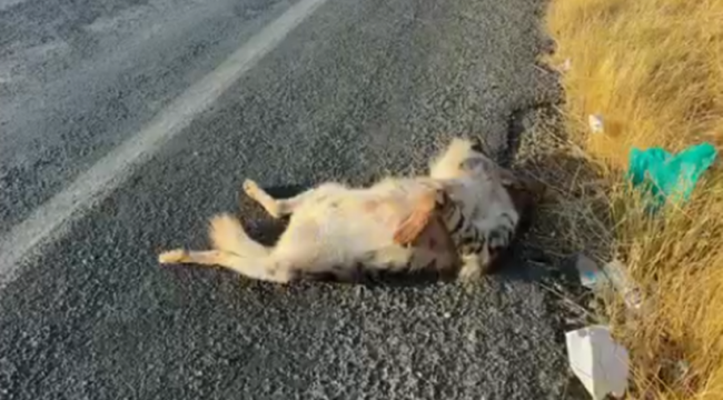 Halfeti'de Nesli Tükenme Tehlikesindeki Çizgili Sırtlan Ölü Bulundu