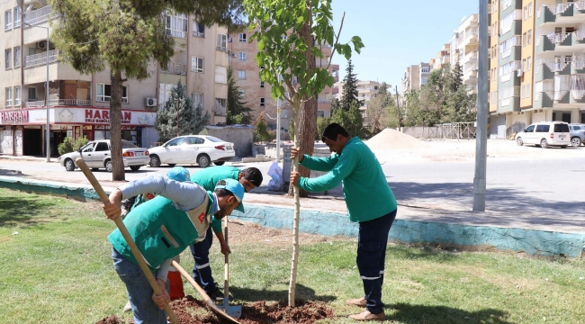 Haliliye'de Ağaçlandırma Seferberliği Devam Ediyor