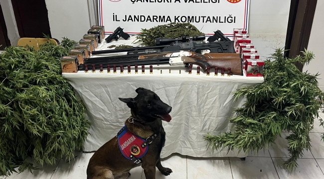 Harran'da Jandarmadan Nefes Kesen Uyuşturucu Operasyonu!