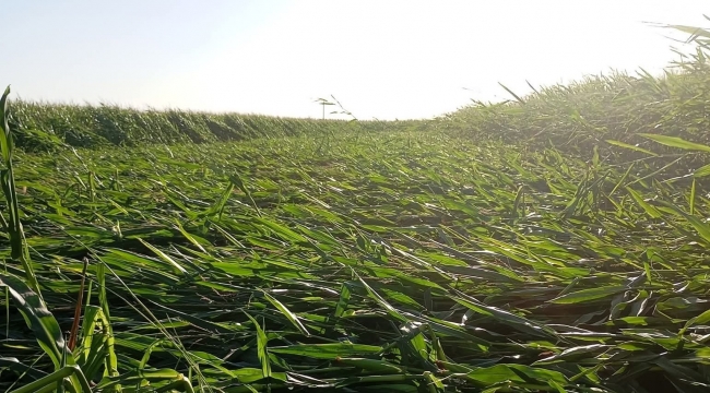 Harran Ovası'nda Fırtına Felaketi: Mısır Tarlaları Zarar Gördü