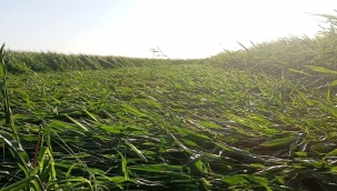 Harran Ovası'nda Fırtına Felaketi: Mısır Tarlaları Zarar Gördü