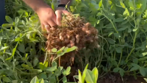 Osmaniye'nin Fıstığı Şanlıurfa Topraklarında Filizleniyor